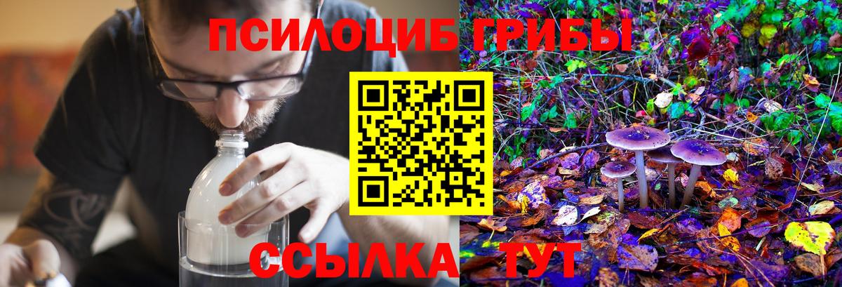 Галлюциногенные грибы Psilocybe Тайшет
