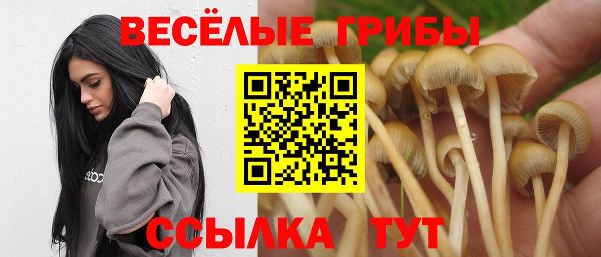 купить наркотик  Вход с VPN  Тайшет  Псилоцибиновые грибы мицелий 